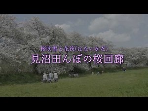 [4k] 🌸桜吹雪と花筏🌸Cherry Blossoms「見沼田んぼの桜回廊」