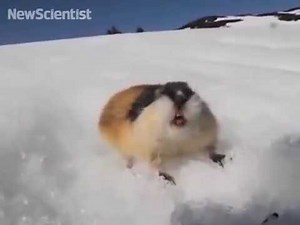 Ferocious lemming tries to scare away predators