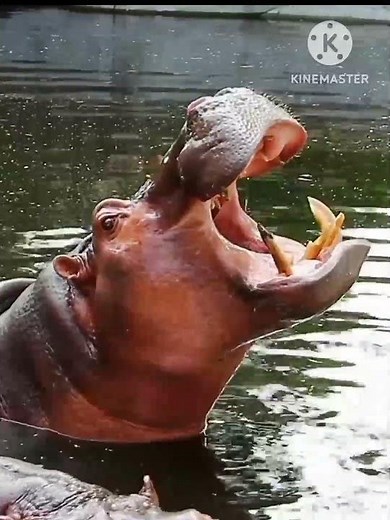 laughing Hippo