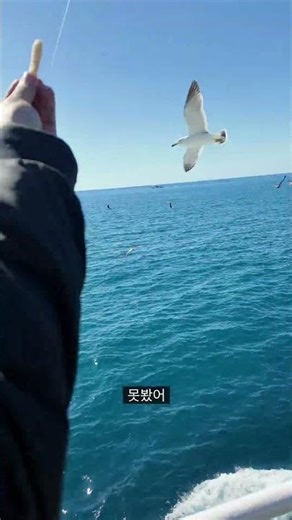 새우깡을 낚아채는 갈매기 직관한 아기빡쪼 #제주 #제주도 #제주투어패스 #서귀포 #유람선 #잠수함 #서귀포유람선 #갈매기 #새우깡 #seagulls #seagull