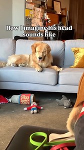 My goober 😂 | Golden Puppy Lover