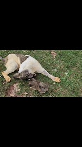 Pyrenean Mastiff and Noble Bear pups | Alan Wayne Robson