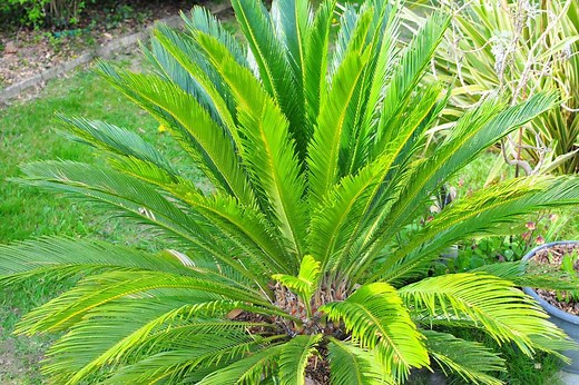 Entretien du cycas revoluta cultivé en pot : Terre, engrais. Les conseils pour les palmiers