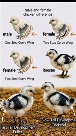 Backyard Chicken Male vs Female Guide Best Chicken Gender Identification Tricks✅