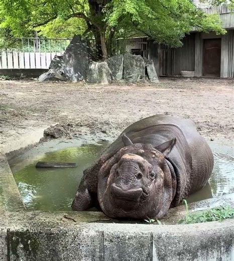アイ ラブ 打たせ湯 インドサイ編 第2弾in東山動植物園