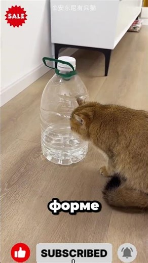 Владелец придумал уникальную идею для кошек