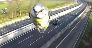 Traffic Camera Captures Closeup of a 'Speeding' Bird