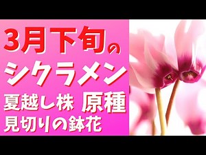 【シクラメン🥀】夏越し株花盛り、咲き始め/見切りの株（ウェット法、非休眠法で夏越し）/原種/葉🍃が無くなった株（ドライ法、休眠法で夏越し）/原種【3月下旬】