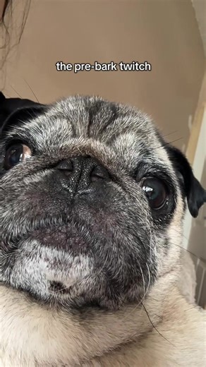 you know a bark is coming when this happens... #funnydogs #pugsoftiktok #dogsoftiktok #pugs #relateable
