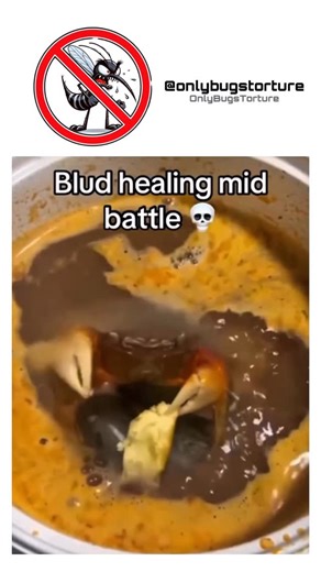 Onlybugstorture on Instagram: "Ultimately, the practice of bugs torture highlights humanity’s complex relationship with the natural world. While insects are often dismissed as pests, they are still living organisms that play crucial roles in our environment. Torturing them for entertainment, curiosity, or cruelty not only raises ethical concerns but also reflects negatively on our values as humans. Respecting all forms of life, no matter how small, helps foster a more compassionate mindset and e