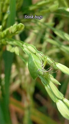 Stink bugs are shield-shaped insects in the family Pentatomidae #insects