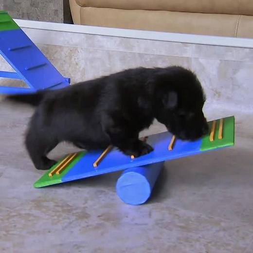 A little puppy power is all the #MondayMotivation we need. 🐶 | Animal Planet