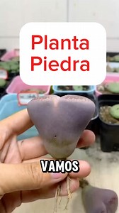 Lithops: las piedras vivas que florecen en otoño. ¡Sorprendentes y únicas! #Lithops #Suculentas #Plantas | COCO LEMUS