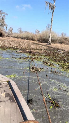 Always a good feeling finding a big cypress log. Happy to be able to get some video of us getting the log unstuck. Will post a video of the log out of the water and on the trailer next. #cypress #outdoors #history #fypシ゚viral #adventure