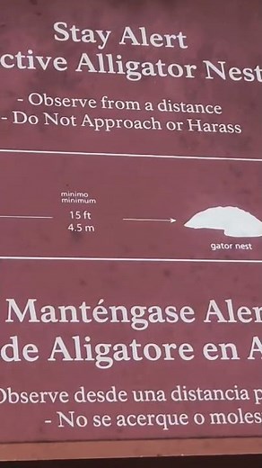 🐊 30 Baby ALLIGATORS Hatch in Everglades Nest 🌴