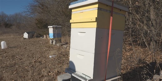 Fort Madison generates buzz with new beekeeping ordinance
