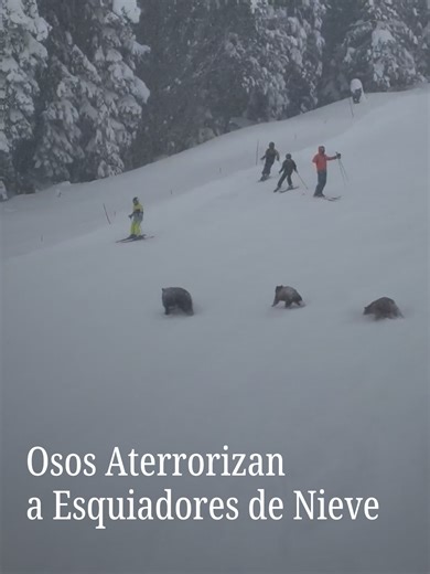Osos en la pista: esquí en Northstar California Resort