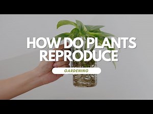 How Do Plants Reproduce