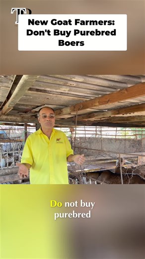 New to goats? Before you buy a Boer, watch this! Why they might not be the best choice for beginners. #GoatFarming #BoerGoats #FarmTips #GoatAdvice