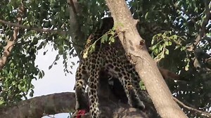 Leopard feeding on impala carcass #reels #reelsfb #reelsviral #viralpage #video #africa #Amazing #life #Wow #wildlife #travel #trending #trend #reelsvideo #nature #viral | African Bush Kingdom
