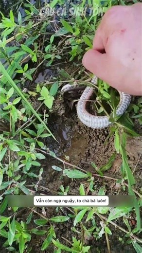 Accidentally caught a man-biting beast that will make you scream! #fishing #funny #survival