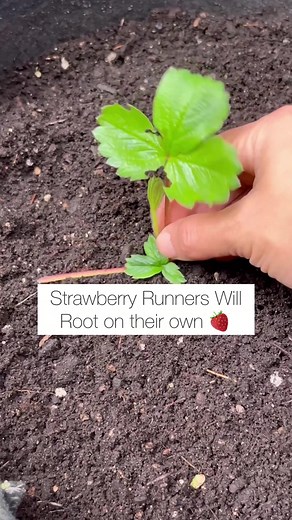Propagating Strawberry Runners: Tips and Techniques