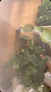 52K views · 19K reactions | Green bean always sending me mixed signals #gtp #aru #biak #greentreepython #python #pythons #snake #snakes #snek #reptile #reptiles #reptilesofinstagram #reptilelover #reptilekeeper #pet #pets #daily #instagram #tiktok #reels #cute #fun #happy #ballpythonsoftiktok #boise #idaho #funny #sorong | Black Lake Reptiles | Facebook