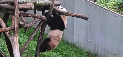 1.3K views · 78 reactions | Just can not stop rolling!  #China #chineseculture | Embassy of The People's Republic of China in the United States | Facebook