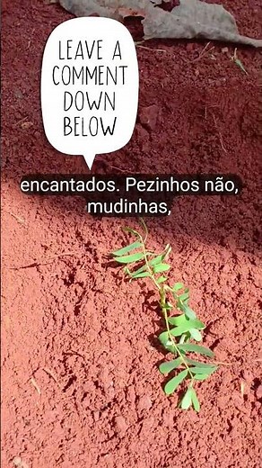 Tamarindo/(Frutífera) Conteúdo na DESCRIÇÃO