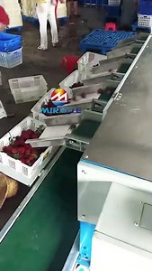 Lychee Sorting Machine/ Fruit and Vegetable Sorting Machine with Rollers!