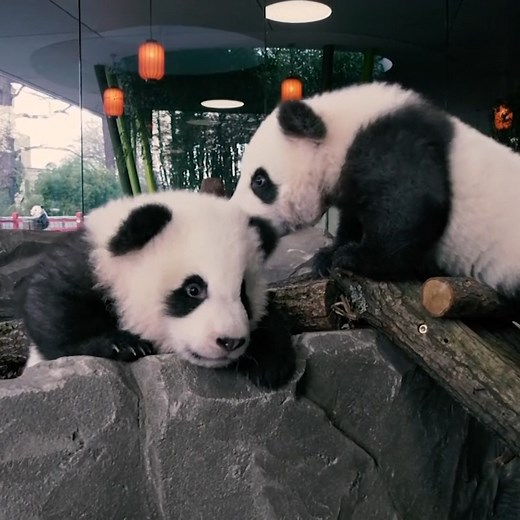 WATCH: Twin baby pandas take first public steps in Berlin Zoo 🐼❤️ | AOL