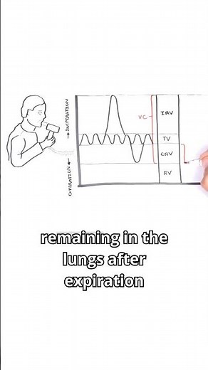 Every breath tells a story — but how much air can your lungs really hold?🌬️#meded #spirometry