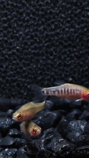 Dwarf emerald rasboras: beginner-friendly but... sensitive? It all comes down to one thing to make them surprisingly hardy. #AquariumLife #Fishkeeping #AquariumTips #DwarfEmeraldRasbora #FreshwaterAquarium #FishCare #AquariumHobby | Flip Aquatics