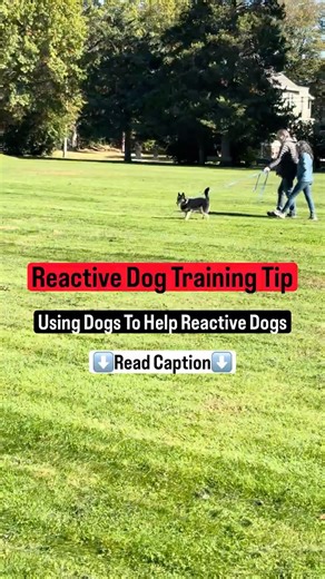 Using Helper Dogs for Reactive Dogs - Reactive Dog Training Tip