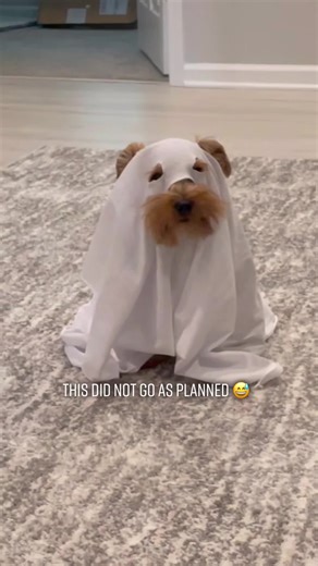 Don’t worry, he was not harmed! I don’t think I cut the eye holes big enough 🤦🏼‍♀️📸 @jennastevensphotography #dogghost #dogsoftiktok #dog #photography #pumkinheadphotoshoot #halloween