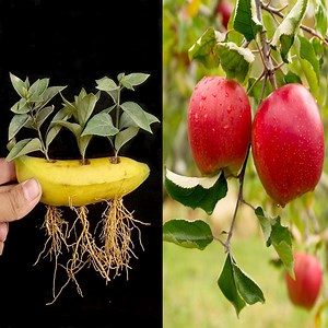 How to grow an apple tree from seed _an easy step-by-step process _ Germinating apple seeds at home | Ashik Muztaba
