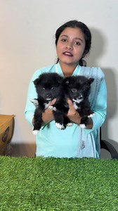 9.3K views · 61 reactions | Culture Spitz Puppies  #dog #pets | Sandha dip | Facebook