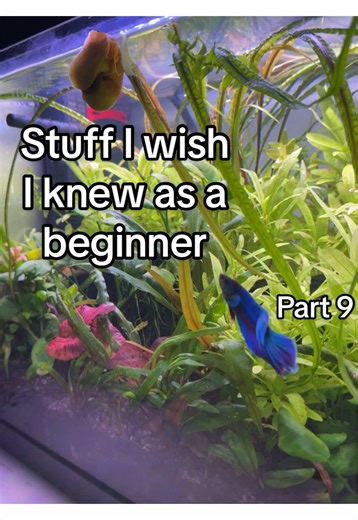Essential Tips for Beginners in Aquascaping - Part 9