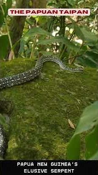 Unveiling the Papuan Taipan : Papua New Guinea's Elusive Serpent.