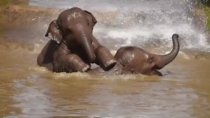 Elephant pool party! | Chester Zoo