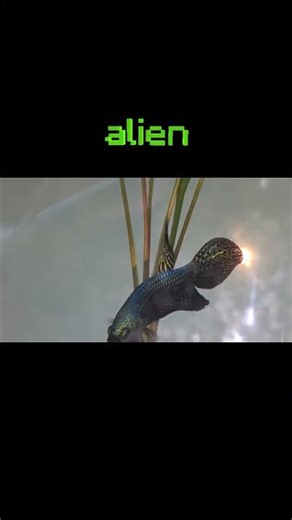 Grün ist die Hoffnung! 💚 Betta Alien green.#betta #bettaupyourlife #hobbykampffischzucht #aquarium