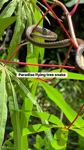 Paradise flying tree snake - mildly venomous #snake #ahas | Takurug Ki