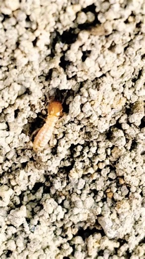 Termites great worker ‪@SeemaBasumatary-nn5cb‬