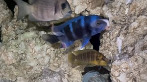 Turning off lights in breeding room. I realized I have 2 pairs of Frontosa forming. This stunning male moba and female black widow and my largest male Burundi and another female black widow. | Skoolz of Fish