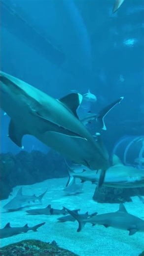 why octopus blood is blue? Facts_about_the_world