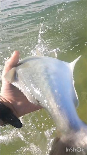 Crazy Fun Fishing BLUEFISH Blitzing on Shore #bluefish #catchingfish #bluefish #blitz #surfcasting