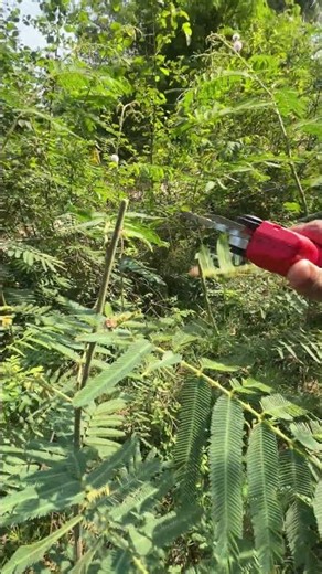 electric scissors easy use save time #tool P6950