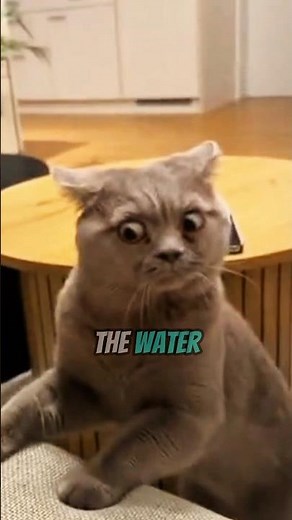 Proof Cats are Secretly GENIUSES 🧠 #cat