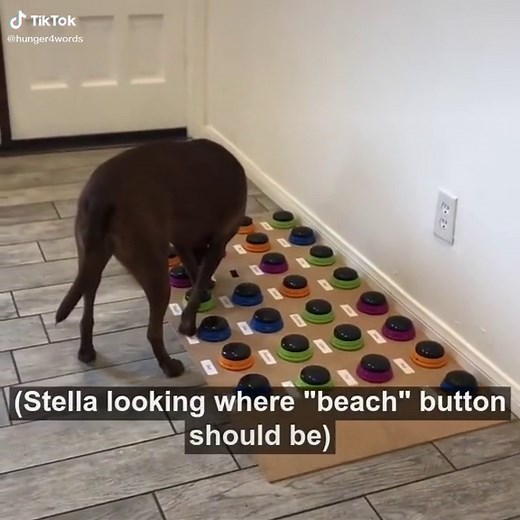 Innovative Communication with Stella the Talking Dog | Hunger4Words