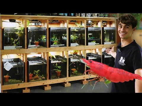 Building a Shrimp Rack for my Aquarium Store!